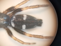 Aphantaulax trifasciata