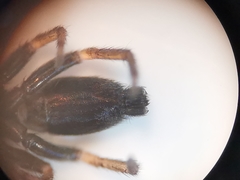 Aphantaulax trifasciata