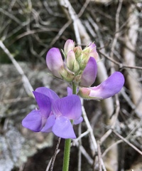 Lathyrus pubescens