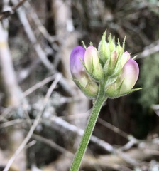 Lathyrus pubescens