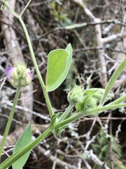 Lathyrus pubescens