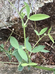Lathyrus pubescens
