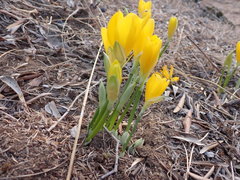 Sternbergia lutea