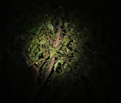 Arctogalidia trivirgata