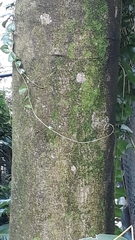 Alchornea