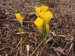Sternbergia lutea