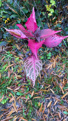 Iresine diffusa herbstii