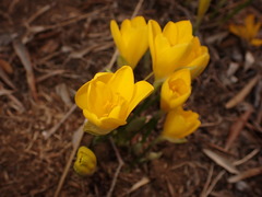 Sternbergia lutea