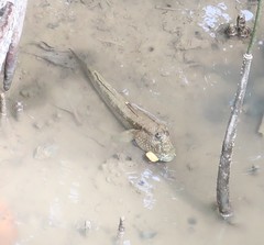 Periophthalmodon schlosseri