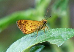 Pheraeus perpulcher