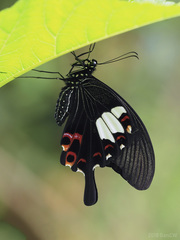 Papilio helenus