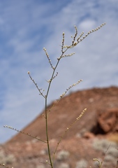 Eriogonum exaltatum