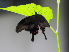Papilio helenus