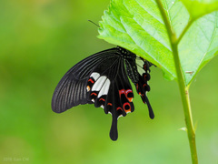 Papilio helenus