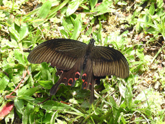 Papilio helenus