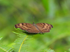 Junonia iphita