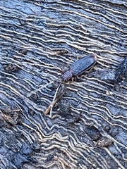 Uleiota dubia