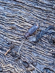 Uleiota dubia