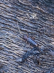 Uleiota dubia
