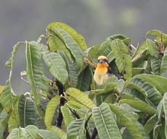 Capito auratus