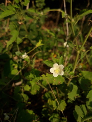 Hibiscus lobatus
