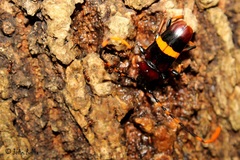 Trachyderes elegans
