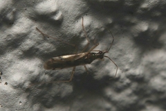 Dicyphus errans