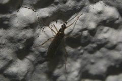 Dicyphus errans