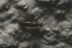 Dicyphus errans
