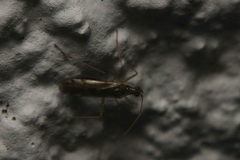 Dicyphus errans