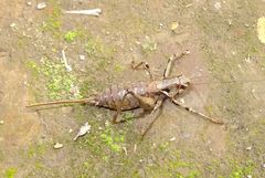 Antaxius spinibrachius