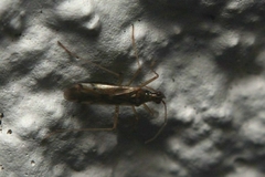 Dicyphus errans