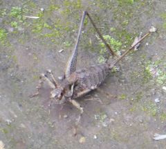 Antaxius spinibrachius