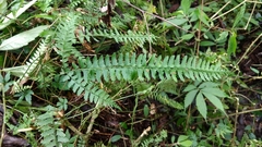Polystichum hancockii