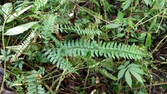 Polystichum hancockii