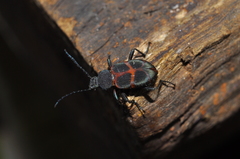 Lystronychus pulchellus