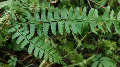 Polystichum hancockii