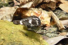 Limenitidini