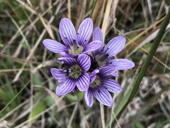 Gentianella corymbosa