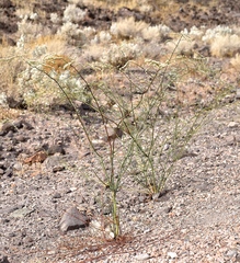 Eriogonum exaltatum