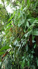 Drynaria meyeniana