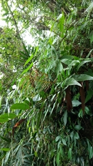 Drynaria meyeniana