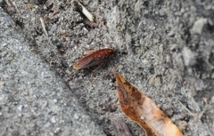 Ischnoptera bilunata