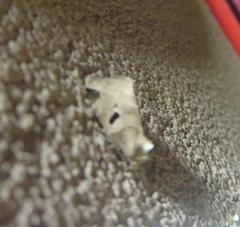 Plagiomimicus pityochromus