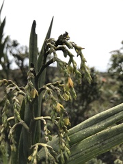Epidendrum bogotense
