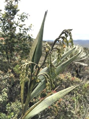 Epidendrum bogotense