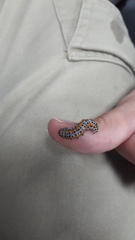 Palpita flegia