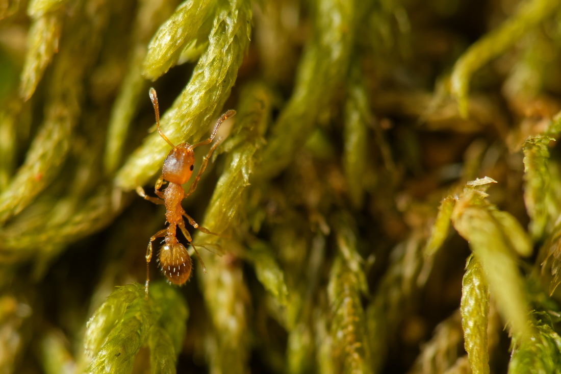 Temnothorax
