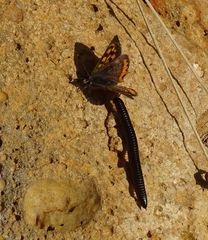 Lycaena phlaeas phlaeoides