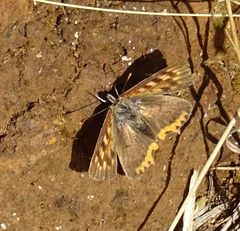Lycaena phlaeas phlaeoides